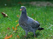 Domestic Pigeon (Montauban) young pigeon, at 21 days.