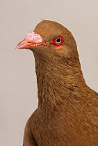 Domestic Pigeon (Yellow Runt) portrait.