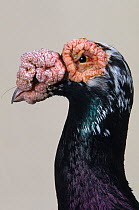 Domestic Pigeon (Black Carrier) head portrait.