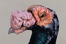 Domestic Pigeon (Black Carrier) head portrait.