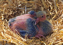 Domestic Pigeon chick / squab, at 10 days.
