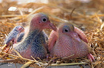 Domestic Pigeon chick / squab at 10 days.