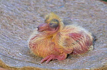 Domestic Pigeon (Montauban) squab / chick at 4 days.