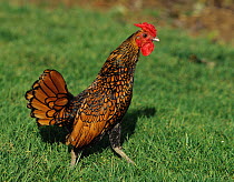 Sebright Bantam Hen, golden cock walking, showing aggression, France
