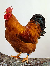 New-Hampshire Hen, cock, studio portrait