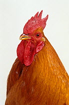 New-Hampshire Hen, cock, studio portrait