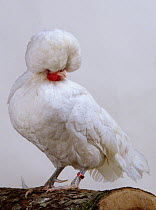 Padoue White Padovana Hen, cock, studio portrait