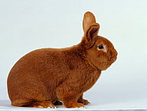 Domestic rabbit, Fauve de Bourgogne, male, studio portrait