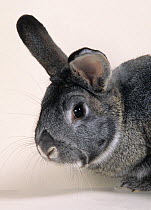 Domestic rabbit, Chinchilla Rabbit, male, studio portrait
