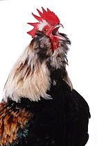 Faverolles Hen, cock crowing, studio portrait