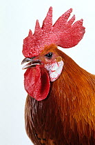 Brackel Hen, cock, studio portrait