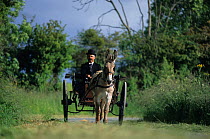 Domestic donkey (Equus asinus) Donkey of Cotentin with man driving the cart through countryside, France.