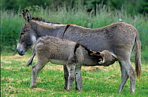 Domestic donkey (Equus asinus) Donkey of Cotentin ass with little donkey, suckling, France.