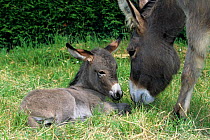 Domestic donkey (Equus asinus) Donkey of Cotentin ass with little donkey, France.