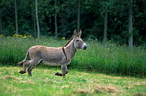 Domestic donkey (Equus asinus) Donkey of Cotentin, male, running in a field, France.
