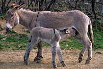 Domestic donkey (Equus asinus) Provence ass with little donkey, suckling, France.