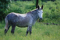 Poitevin Mule (Eqidae), crossbreed female, Baudet de Poitou donkey bred with Poitevin horse,  standing in field, France.