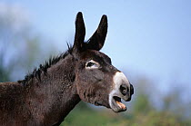 Domestic donkey (Equus asinus) Grand Noir du Berry, male, braying head portrait, France.