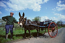 Man standing next to domestic donkey (Equus asinus) Grand Noir du Berry with carriage, France.