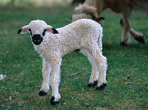 Domestic sheep (Ovis aries), Valais Blacknose / Wallis Blacknose / Walliser Schwarznaseschaf / Blacknosed Swiss, newborn lamb, France