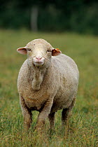 Domestic sheep (Ovis aries), Rambouillet / Rambouillet Merino, ewe, France