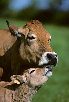 Domestic cattle (Bos taurus) Parthenaise cow and calf, France