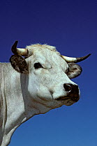Domestic cattle (Bos taurus) Gascon cow, France
