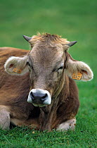 Domestic cattle (Bos taurus) Brune cow, France