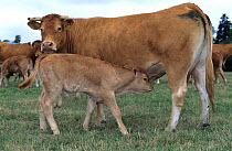 Domestic cattle (Bos taurus) Limousin cow with suckling calf, France