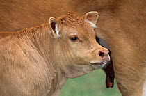 Domestic cattle (Bos taurus) Limousin calf beside mother, France