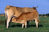 Domestic cattle (Bos taurus) Nantaise cow suckling from mother, France