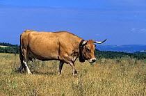 Domestic cattle (Bos taurus) Aubrac cow with bella around her neck, France
