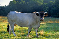 Domestic cattle (Bos taurus) Bazadais cow, France