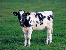 Domestic cattle (Bos taurus) Bleu du Nord cow, calf, France