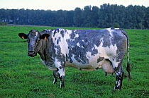 Domestic cattle (Bos taurus) Bleu du Nord cow, France