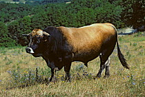 Domestic cattle (Bos taurus) Aubrac cow, bull wearing chain nose harness, France