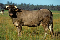 Domestic cattle (Bos taurus) Bazadaise cow, France