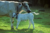 Domestic cattle (Bos taurus) French white-blue cow and calf, France