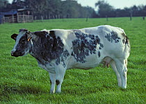 Domestic cattle (Bos taurus) French white-blue cow, France