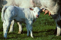 Domestic cattle (Bos taurus) French white-blue calf suckling, France