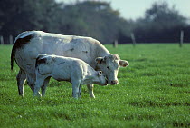 Domestic cattle (Bos taurus) French white-blue cow and calf in field, France