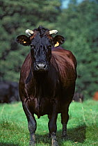 Domestic cattle (Bos taurus) French Rouge Flamande cow, France