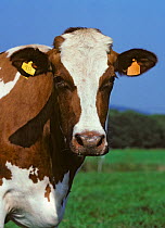 Domestic cattle (Bos taurus) Pie Rouge des Plaines cow, France