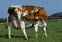 Domestic cattle (Bos taurus) Pie Rouge des Plaines cow scratching, France