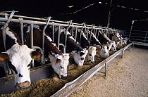 Domestic cattle (Bos taurus) Normande cows feeding from trough in cattle shed, France