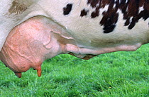 Domestic cattle (Bos taurus) close up of udder and teats of Normande cow, France