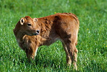 Domestic cattle (Bos taurus) Parthenaise cow, calf, France