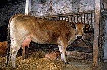 Domestic cattle (Bos taurus) Parthenaise cow and calf in stable, France