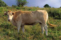 Domestic cattle (Bos taurus) Blonde d'Aquitaine cow, France