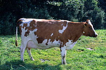Domestic cattle (Bos taurus) Pie Rouge des Plaines cow, France